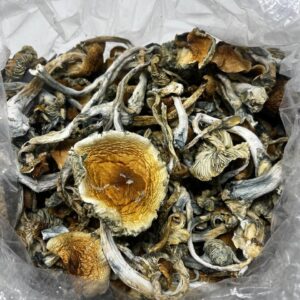 Blue Goba Mushrooms